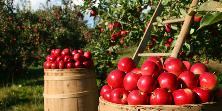 Farm Food Festival