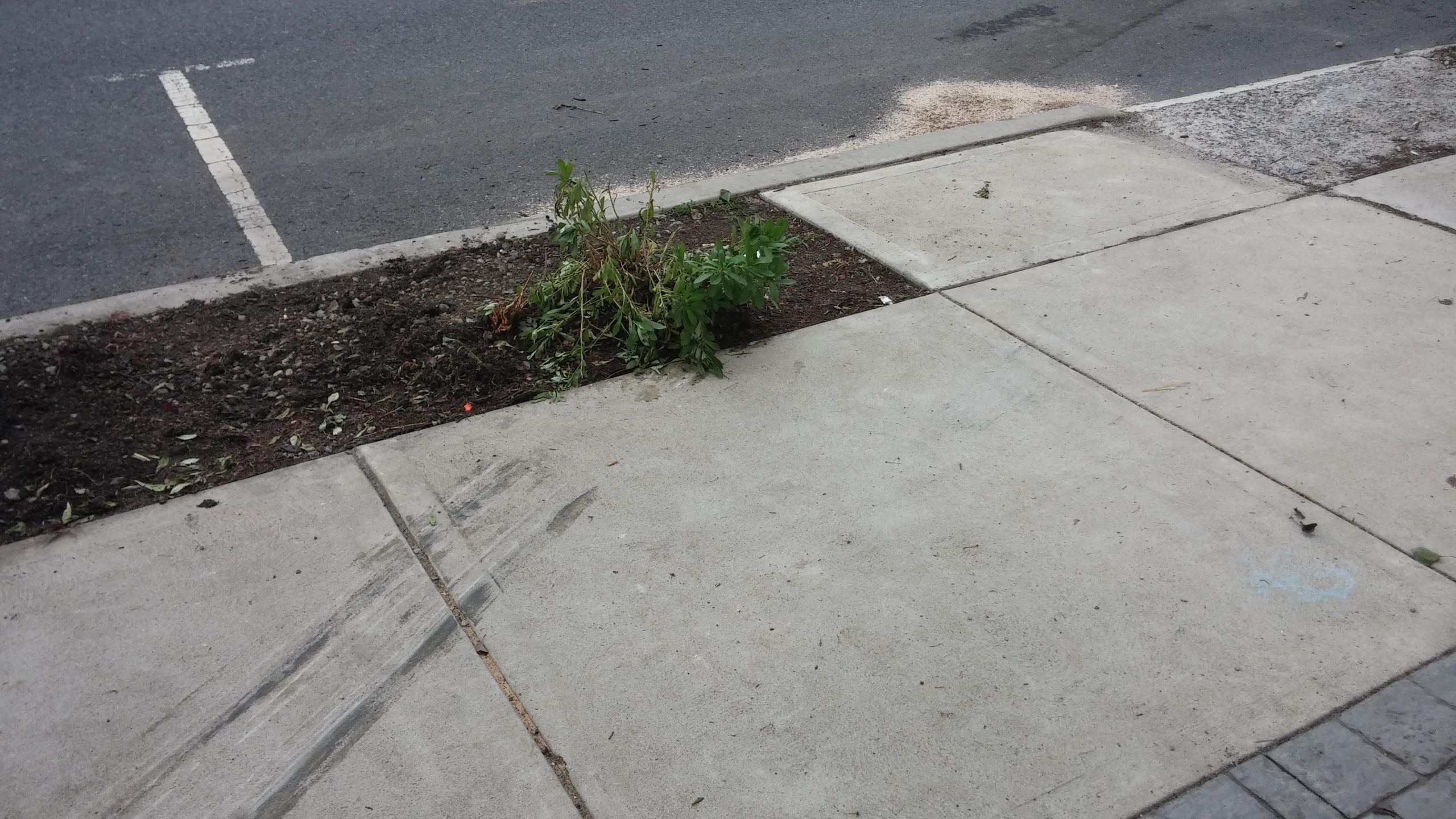 Tire marks across the sidewalk in front of Sagra Bistro, 620 Main St., Hellertown, indicate the path taken by the pickup truck that crashed through the restaurant's front wall Saturday night.