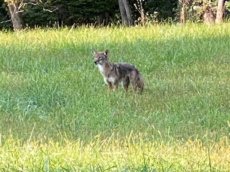 Coyote Sighting Lower Saucon