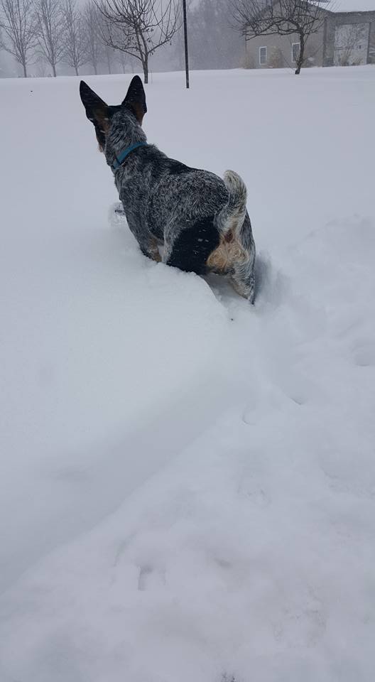 Most pets were excited, curious, confused or a combination thereof, because of the snow.