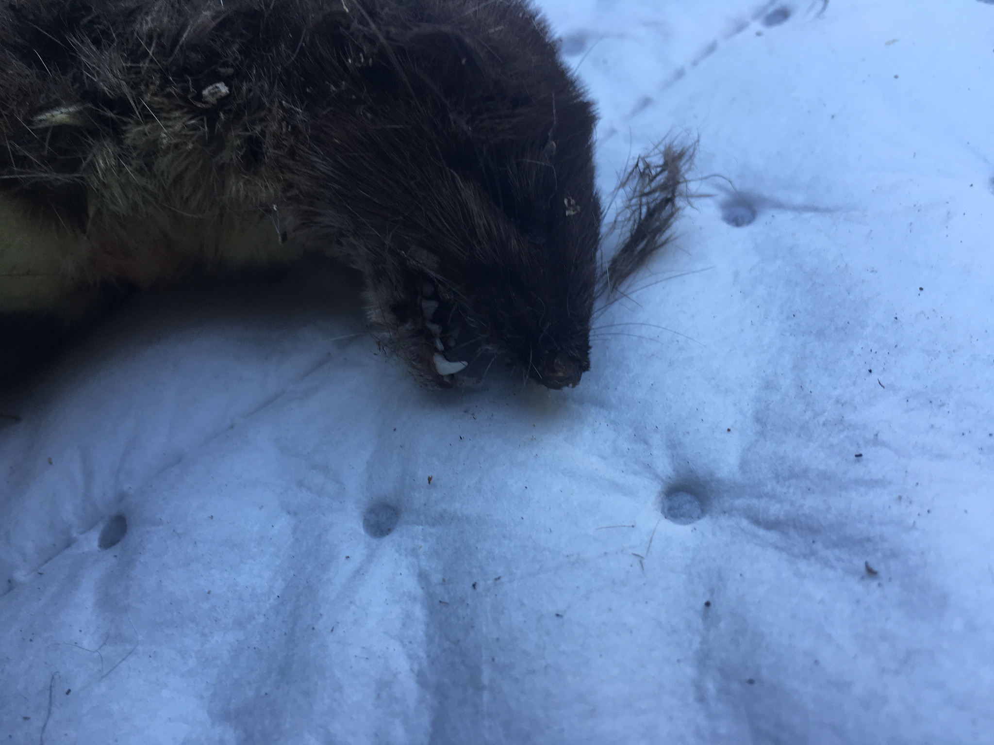 13662318_1070052073031178_1160221452524660951_o