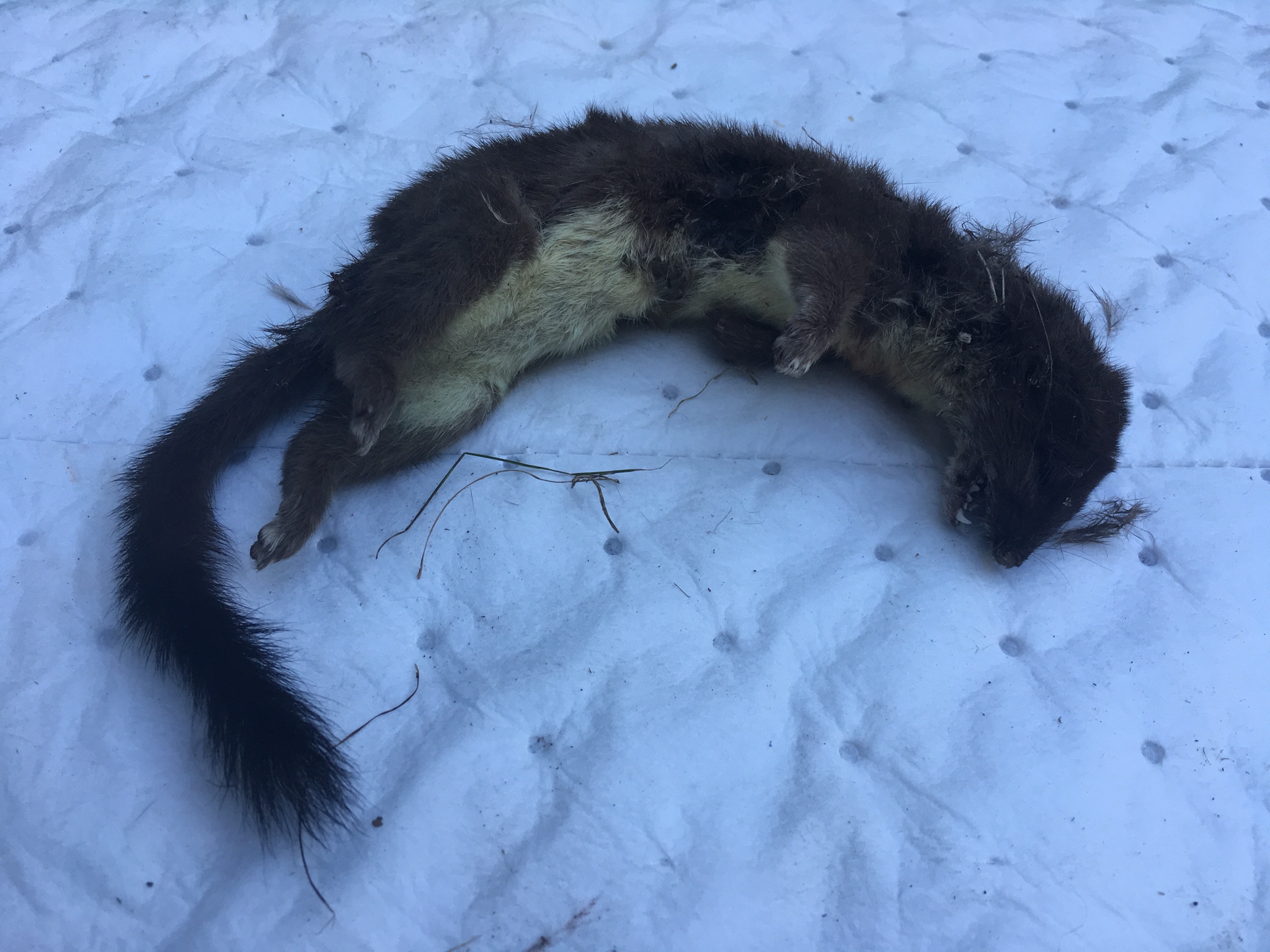 13909299_1070052363031149_9005970116622943782_o