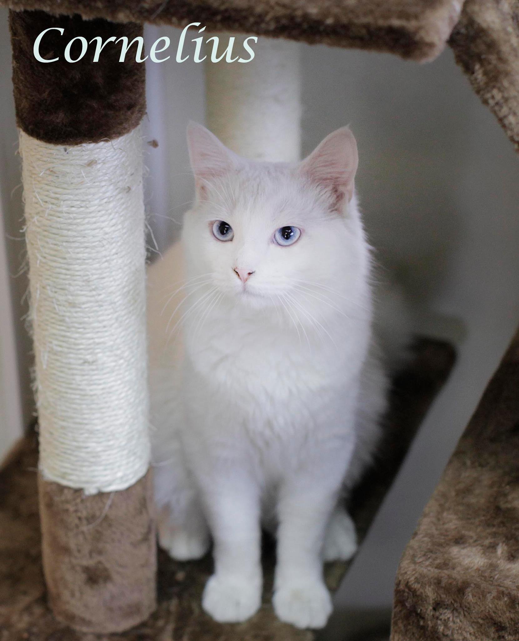 Cornelius, a cat at the Center for Animal Health & Welfare in Williams Township
