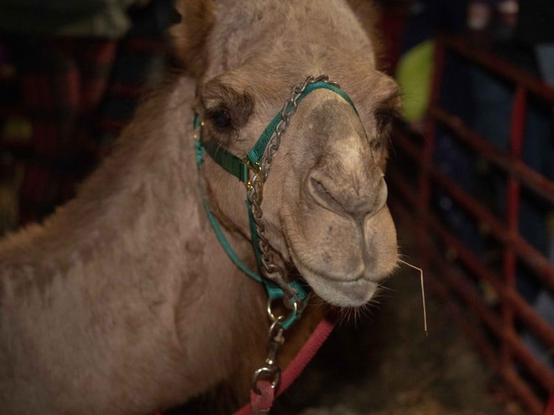 Camel