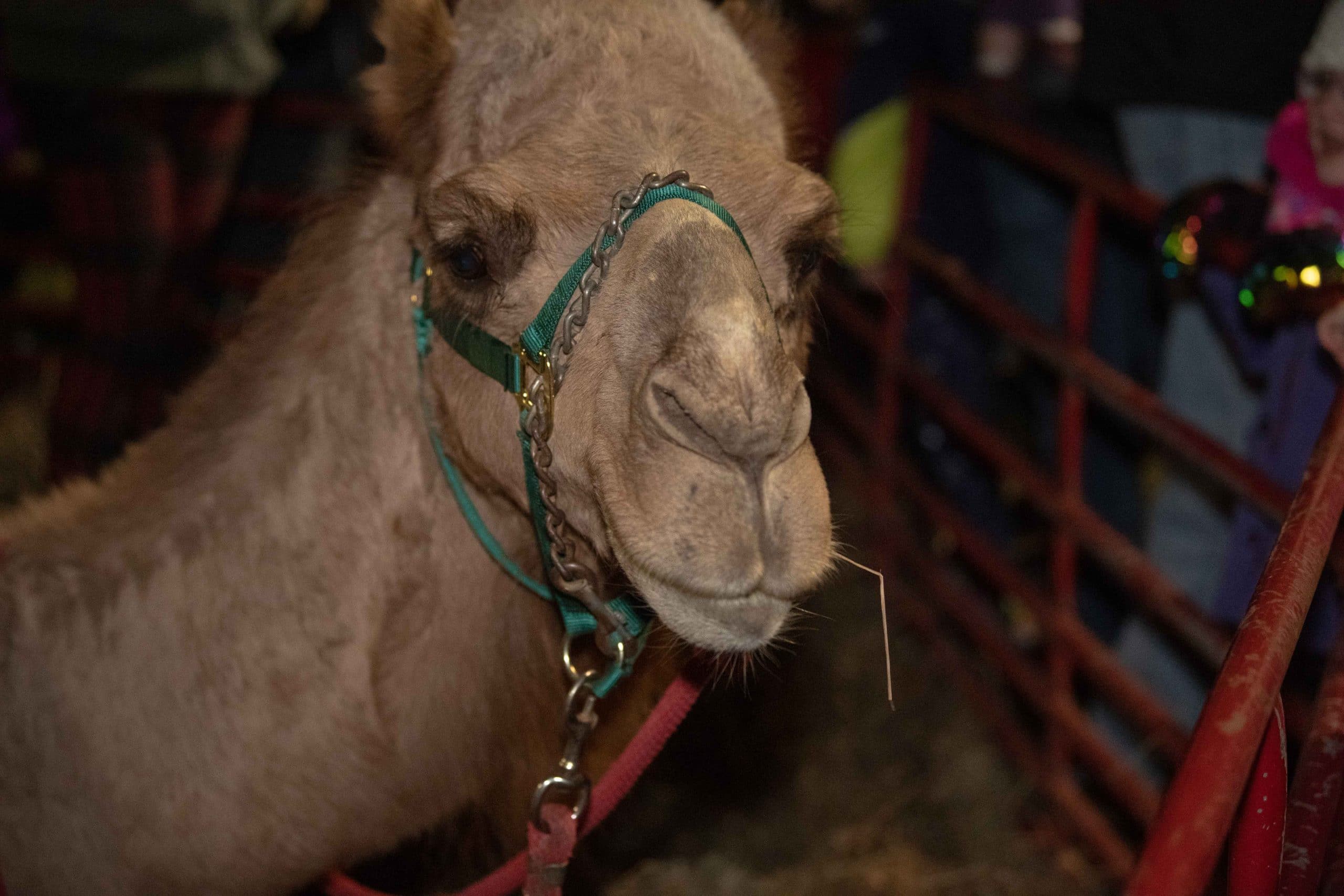 Camel