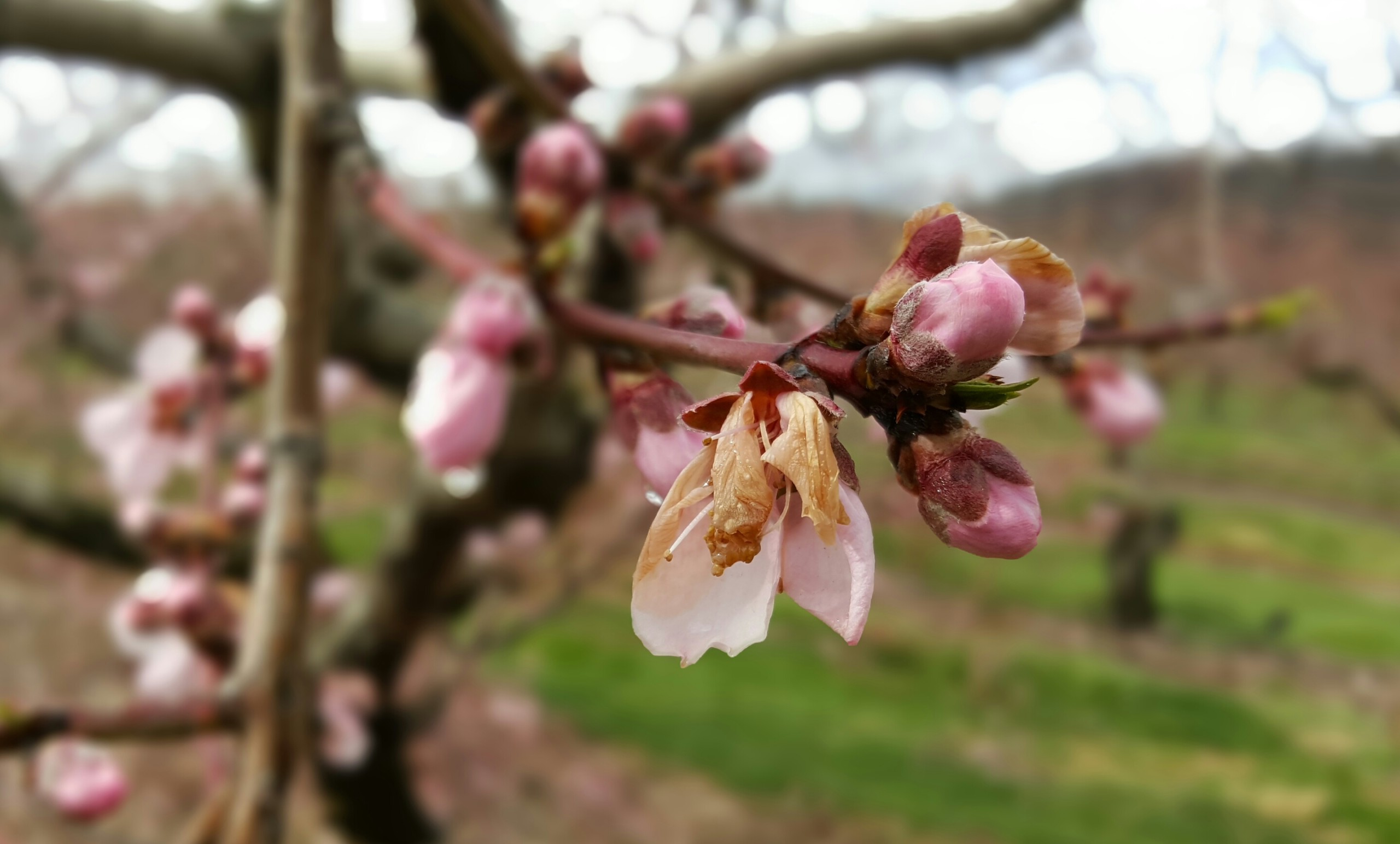A fruit tree blossom at Bechdolt's Orchard in Lower Saucon Township shows signs of damage from a recent frost.