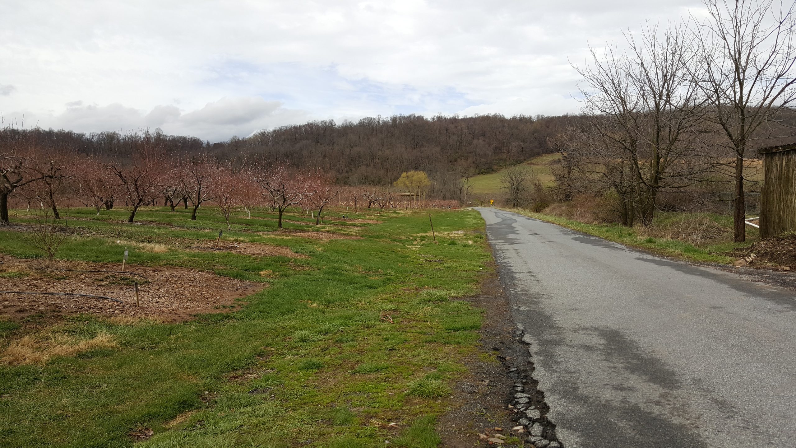 Looking down Orchards Road at Bechdolt's Orchard in Lower Saucon Township.