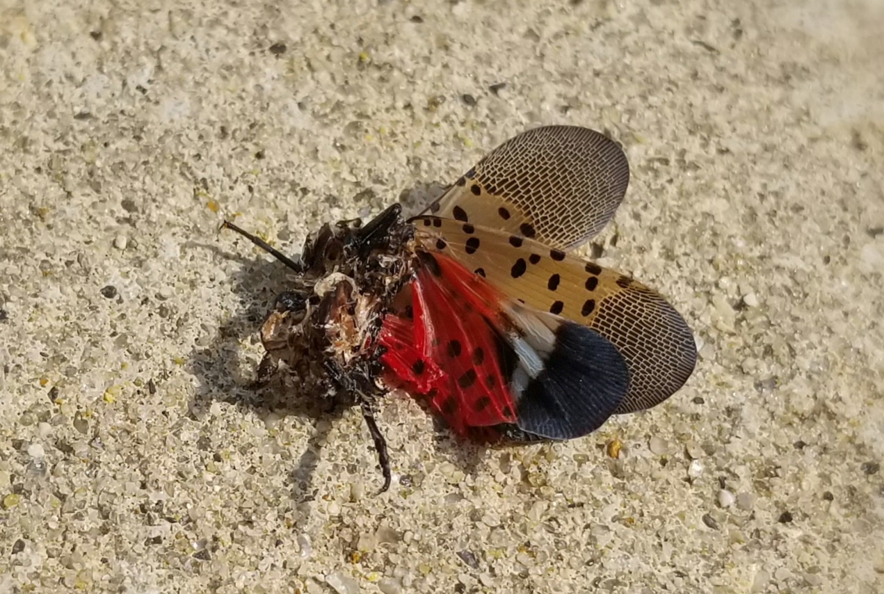 Lanternflies