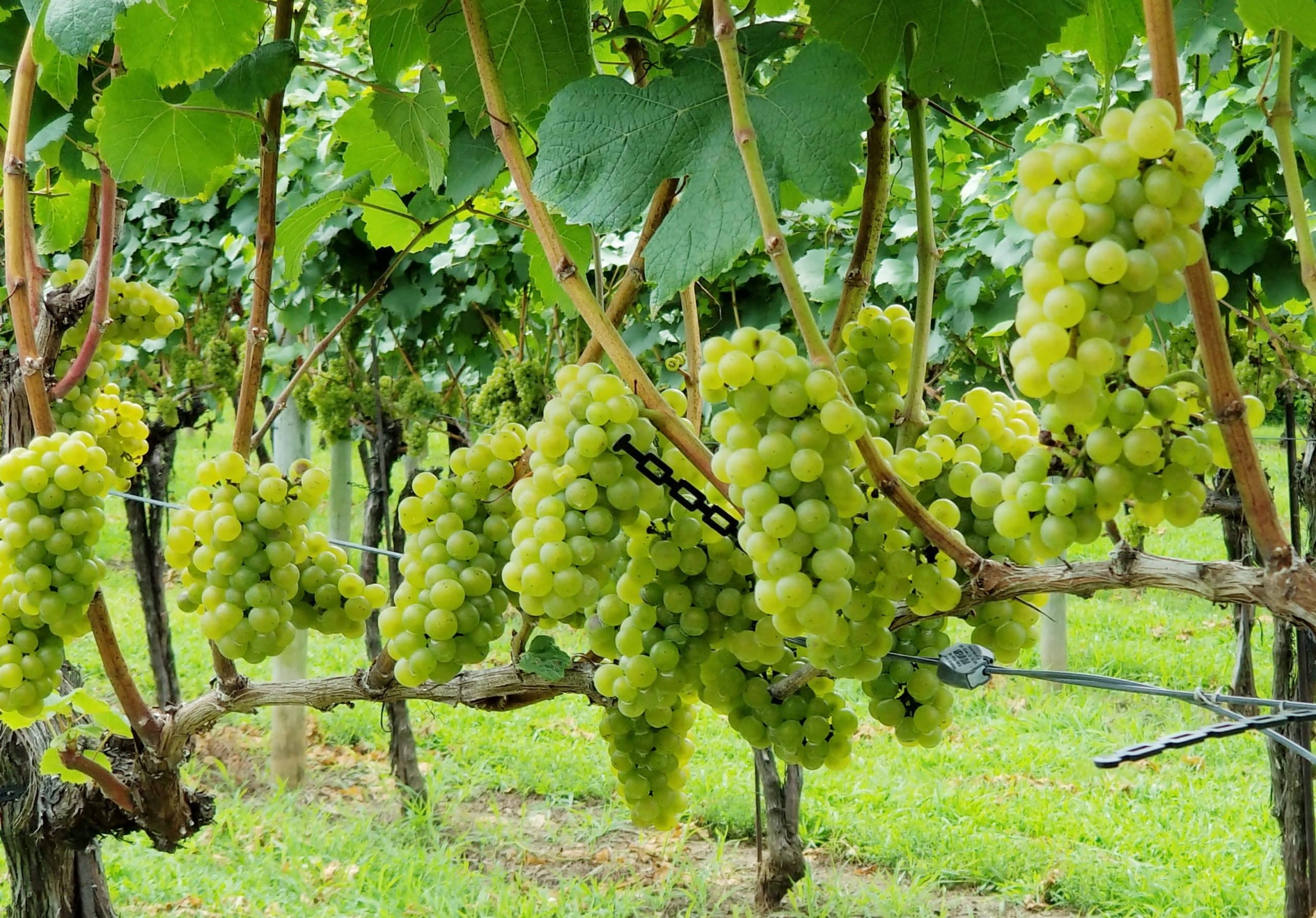 Rushland Ridge Winery