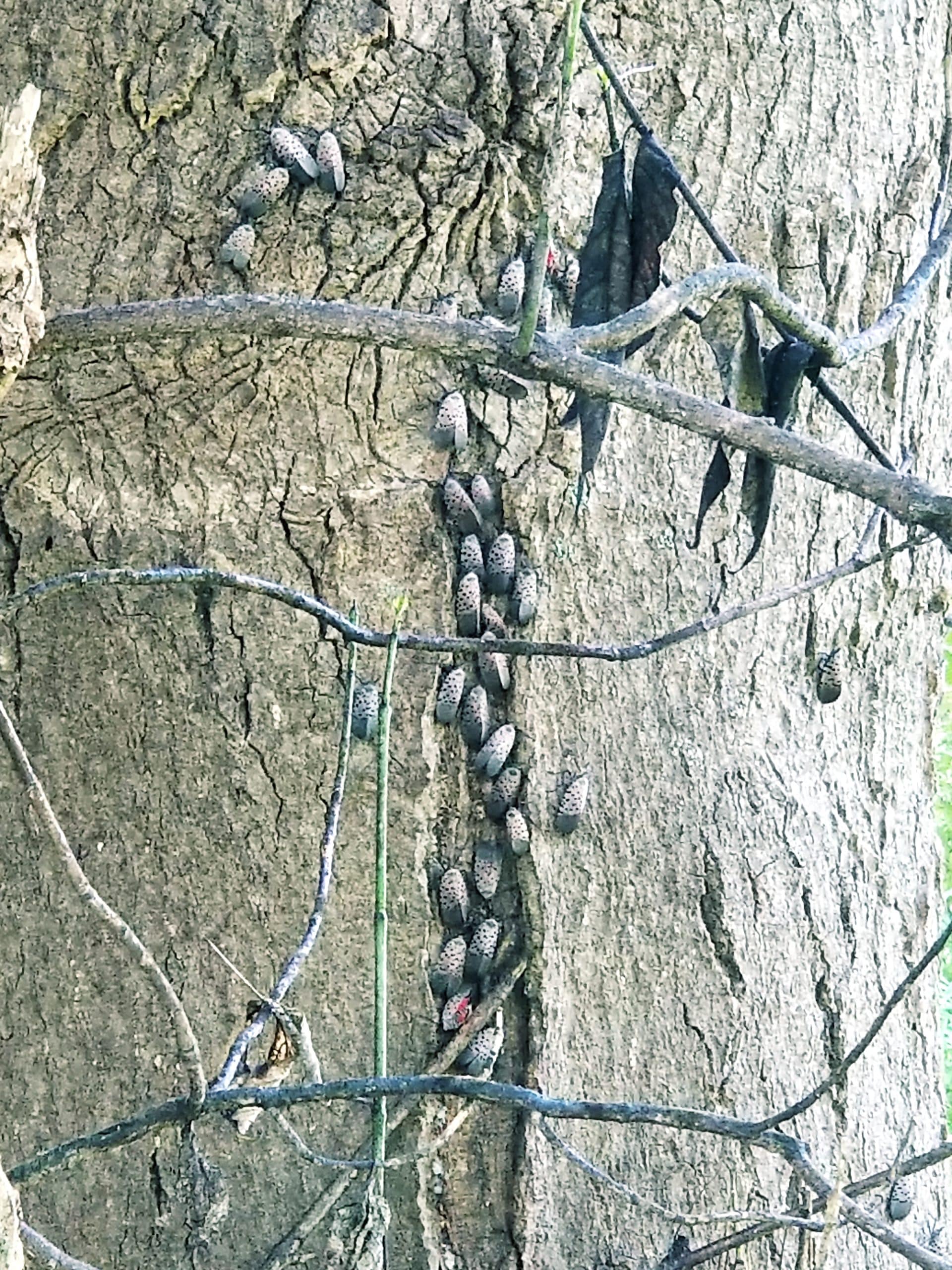 Lanternflies