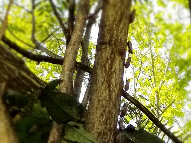 Lanternflies