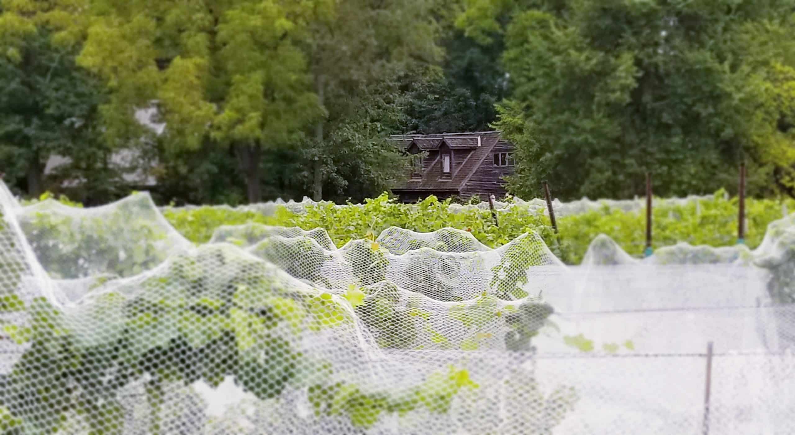 Wycombe Vineyards