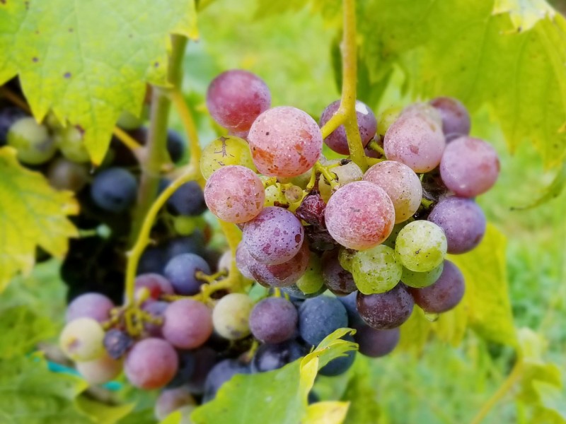 Wycombe Vineyards Grapes