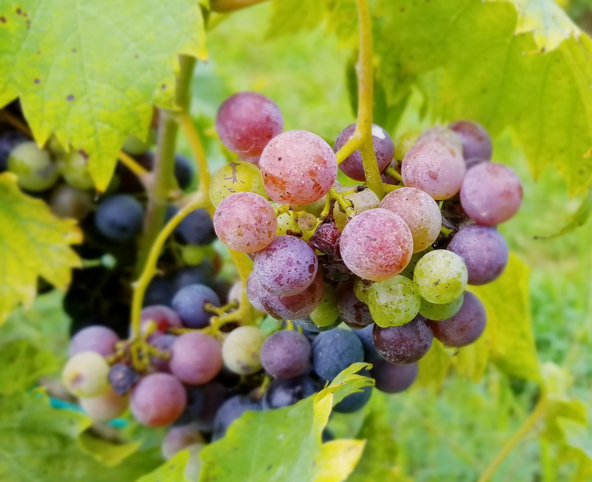 Wycombe Vineyards Grapes