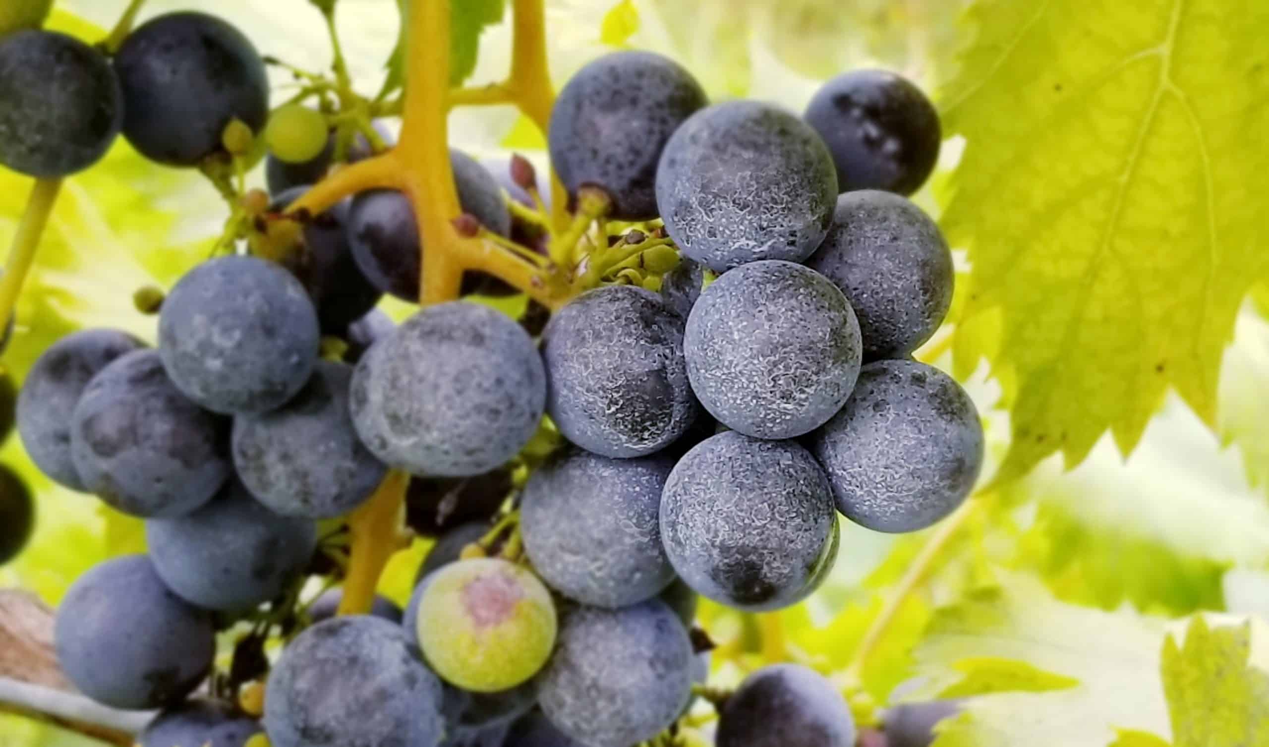 Wycombe Vineyards