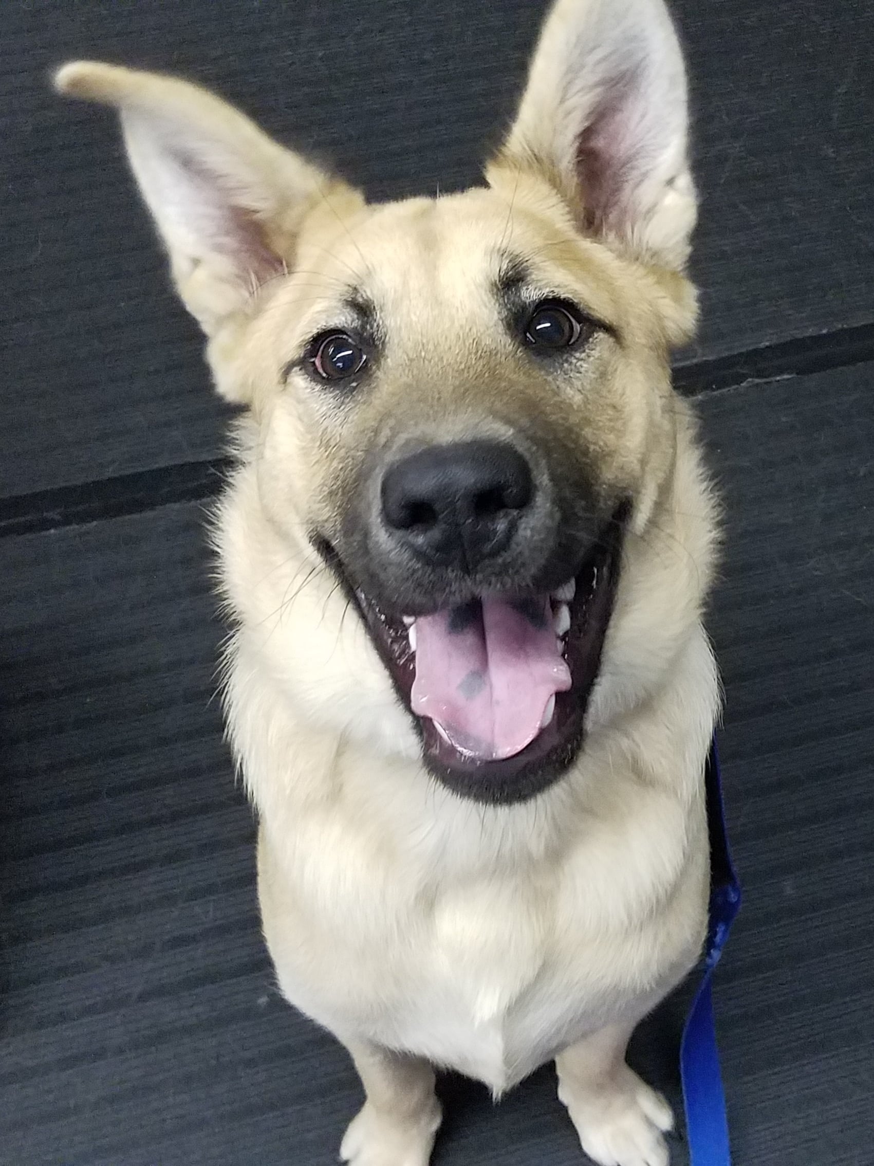 The Beauty of Dogs Training