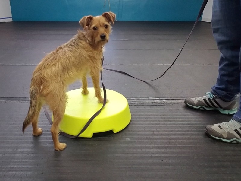 Dog Training The Beauty of Dogs