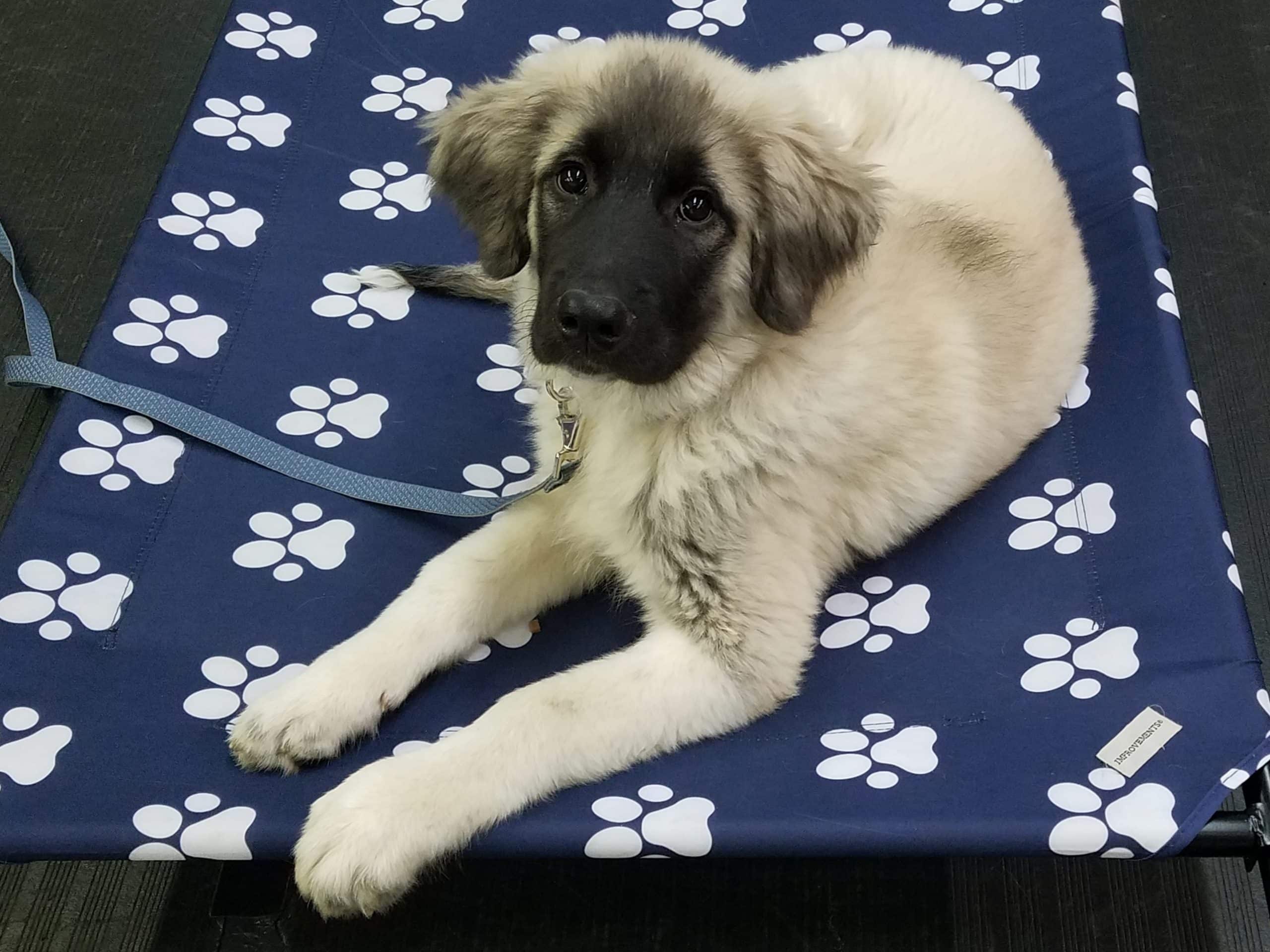 The Beauty of Dogs Training