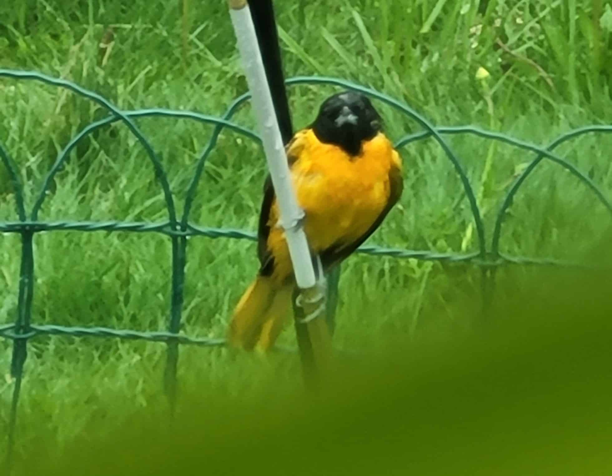 Baltimore Oriole