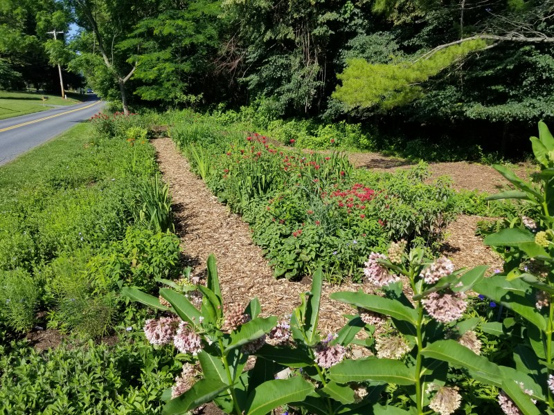 Native Plant Garden