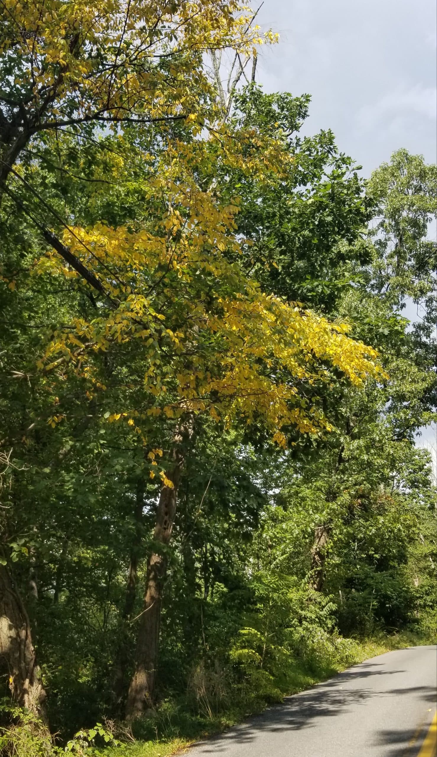 Dry Summer Leaves Trees