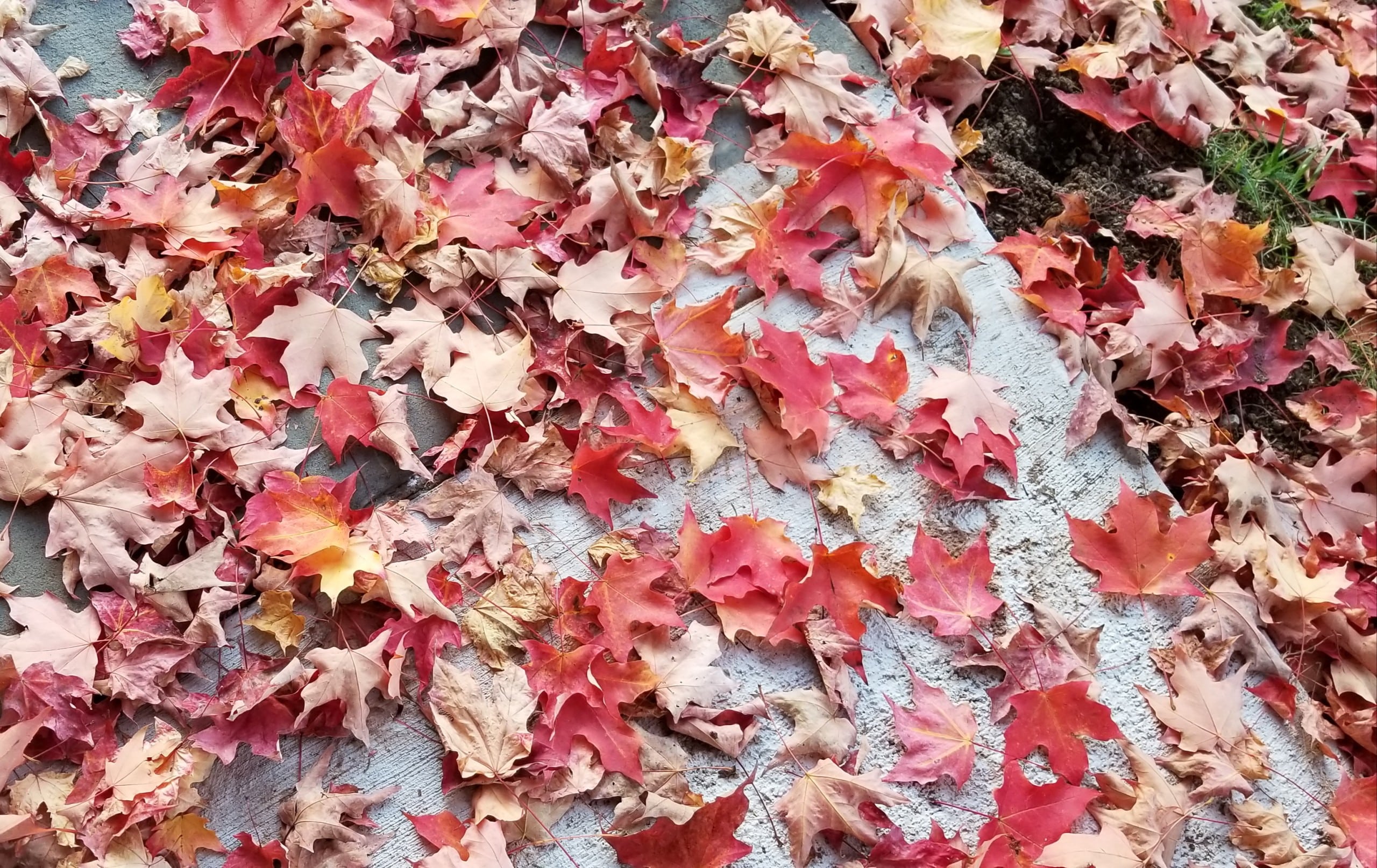 Fall Leaves Leaf Collection Coopersburg