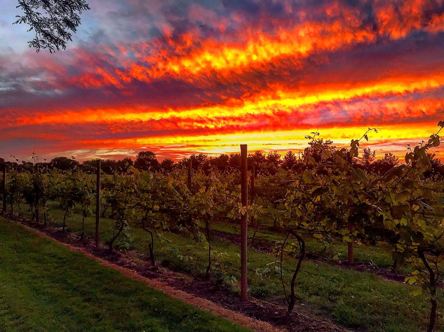 Crossing Vineyards & Winery