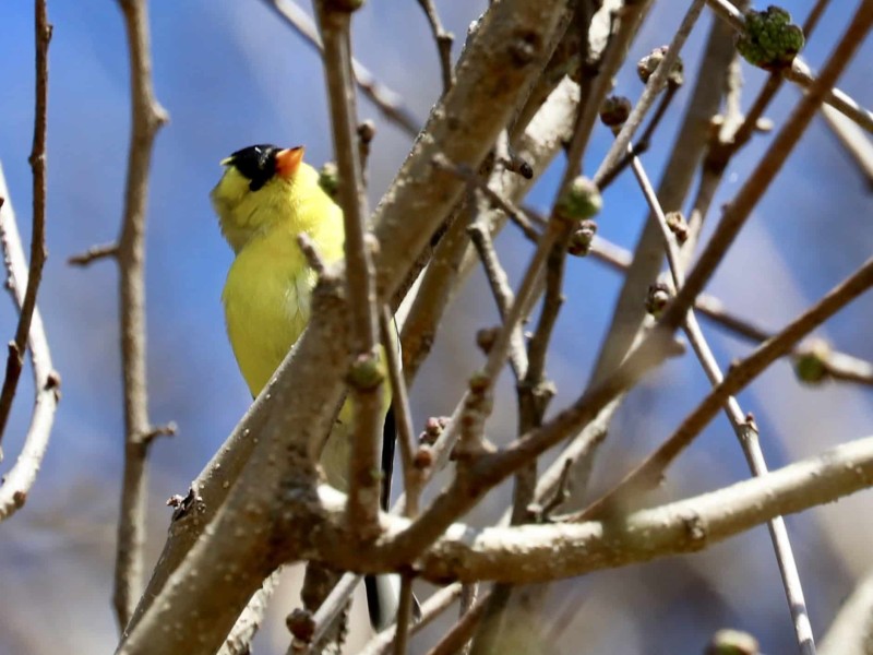 Goldfinch Bird Hellertown