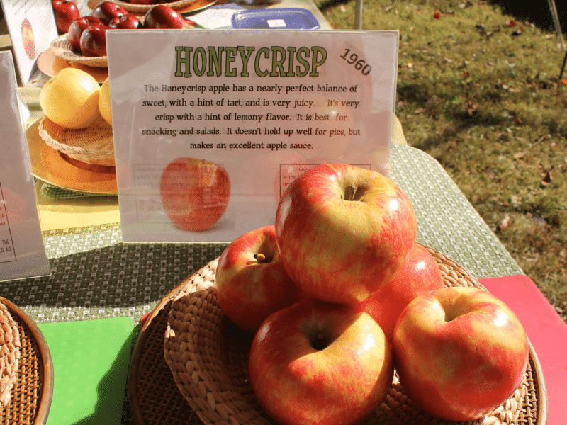 Apple Fest 8