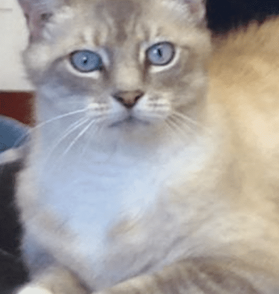 Azure cat