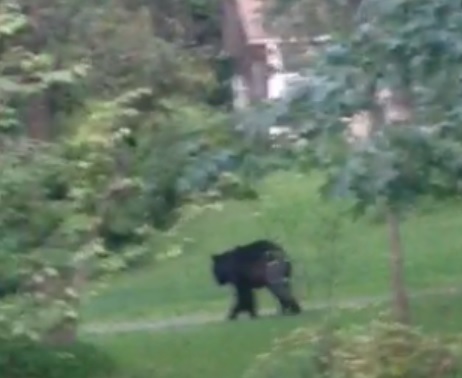 A still from the bear video filmed by Michael Karabin on Aug. 16, 2015.