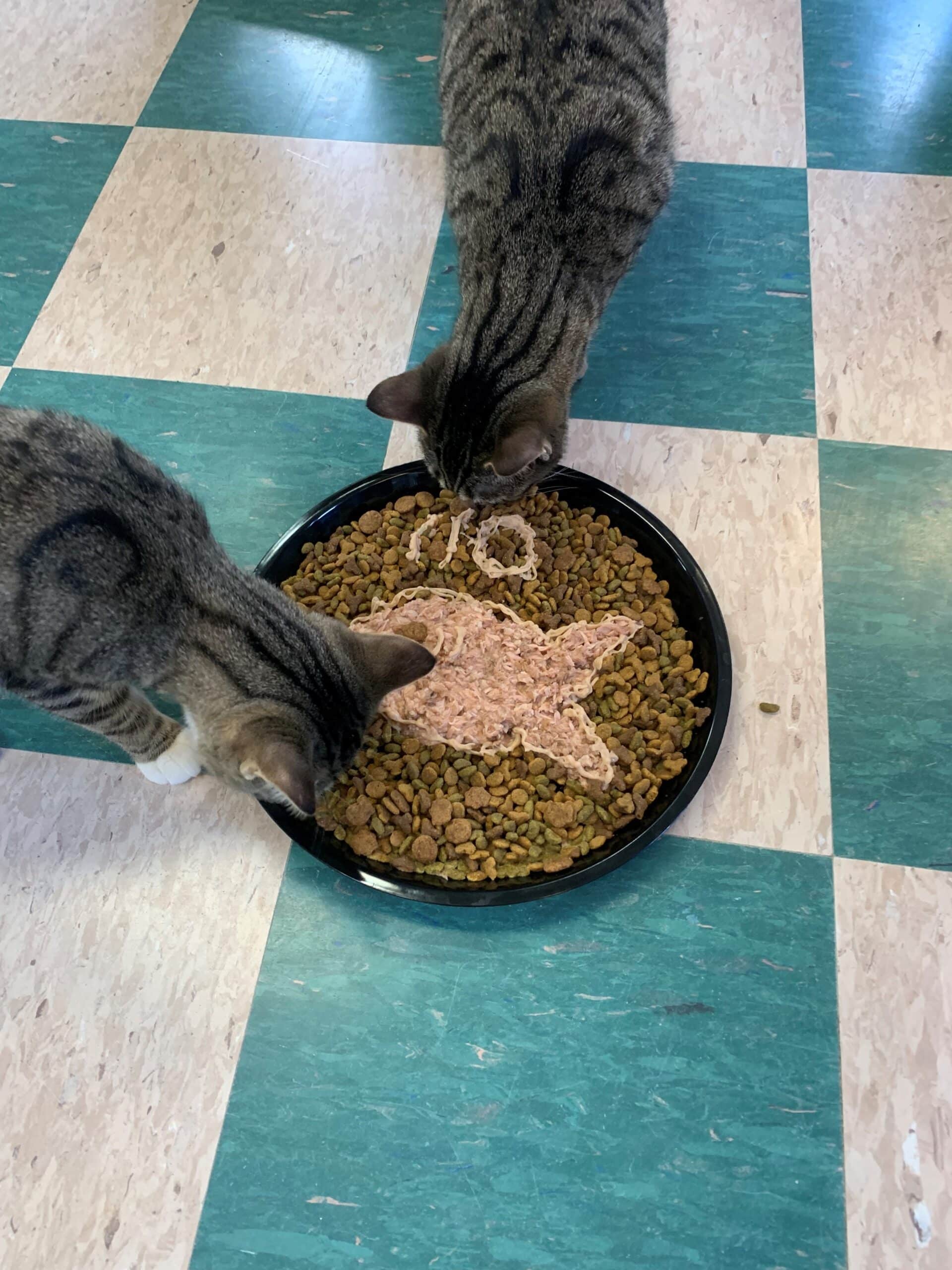 CAHW anniversary cats