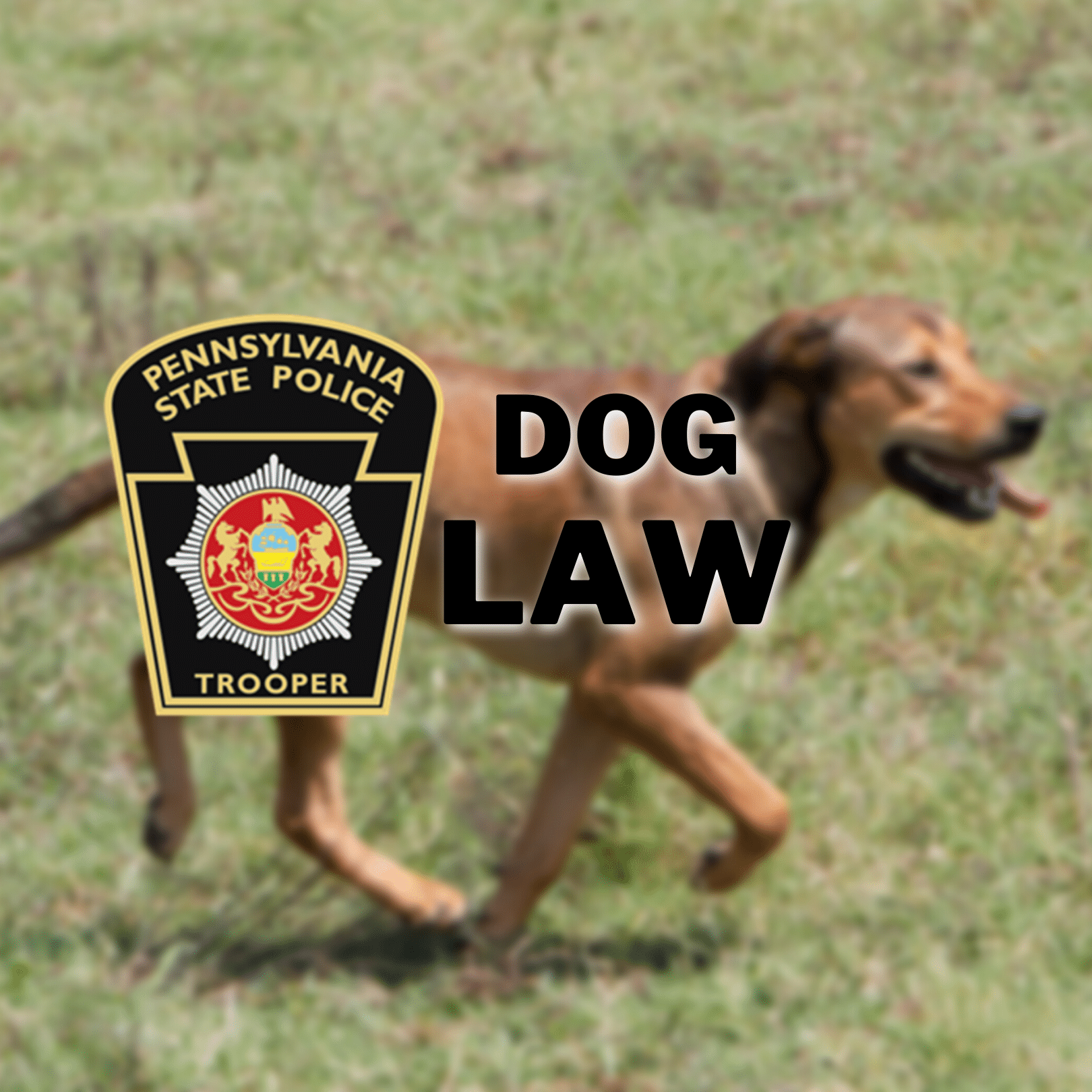 DOG LAW
