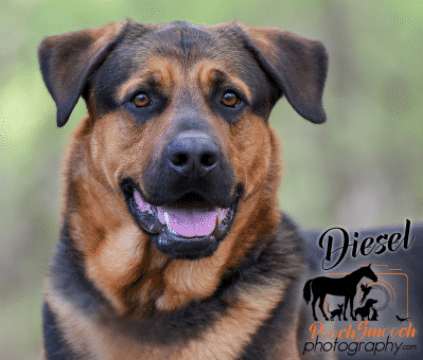 Diesel