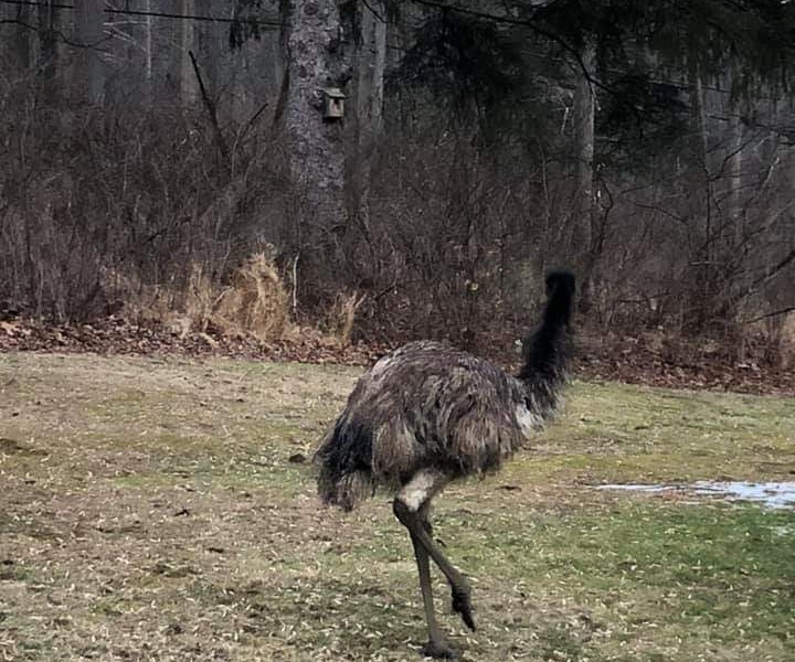 Fanny Emu