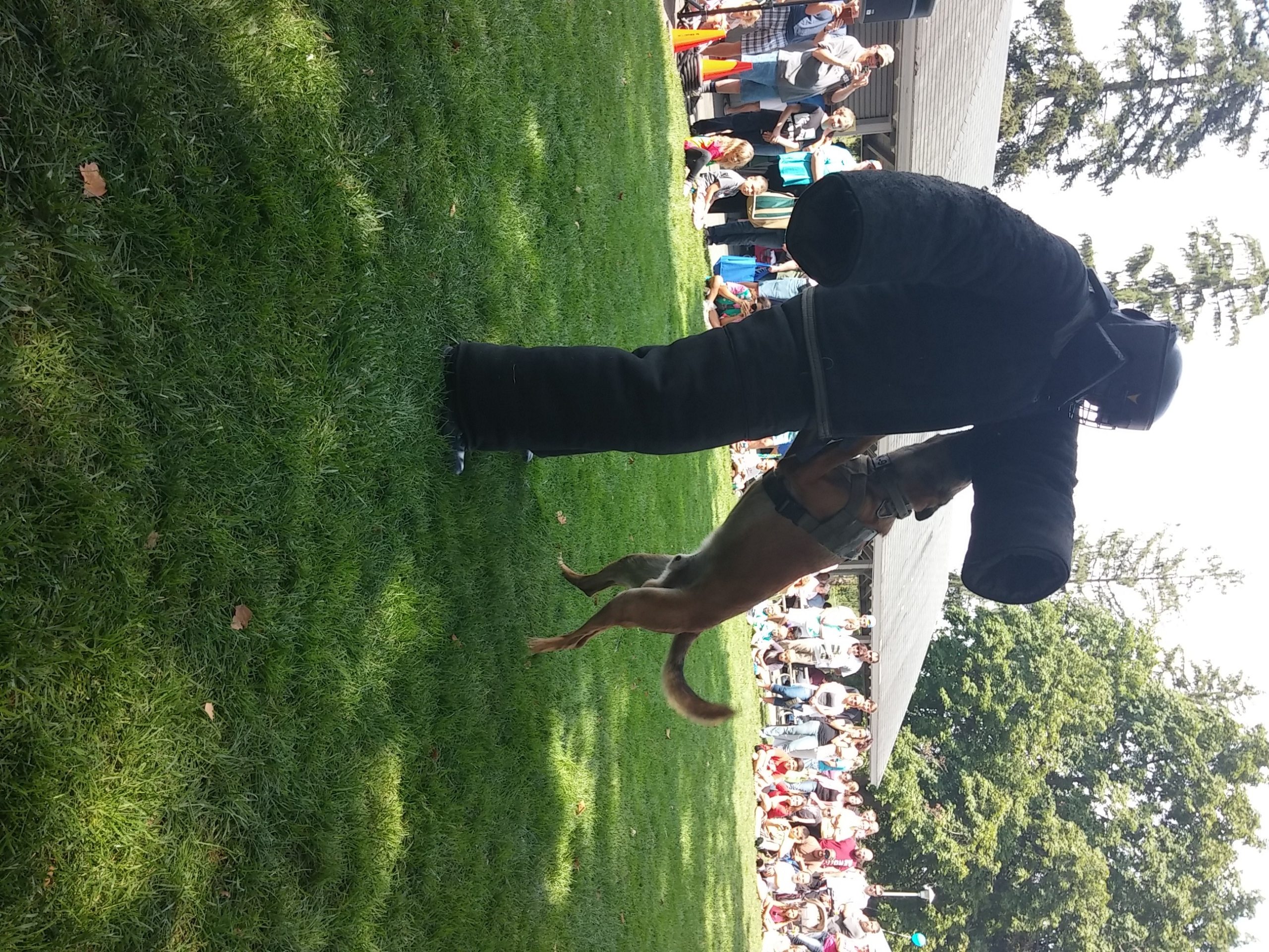 The Lower Saucon Township Police Department K-9 Unit performs a tactical demonstration at Hellertown-Lower Saucon Community Day in Aug. 2014 (FILE PHOTO).