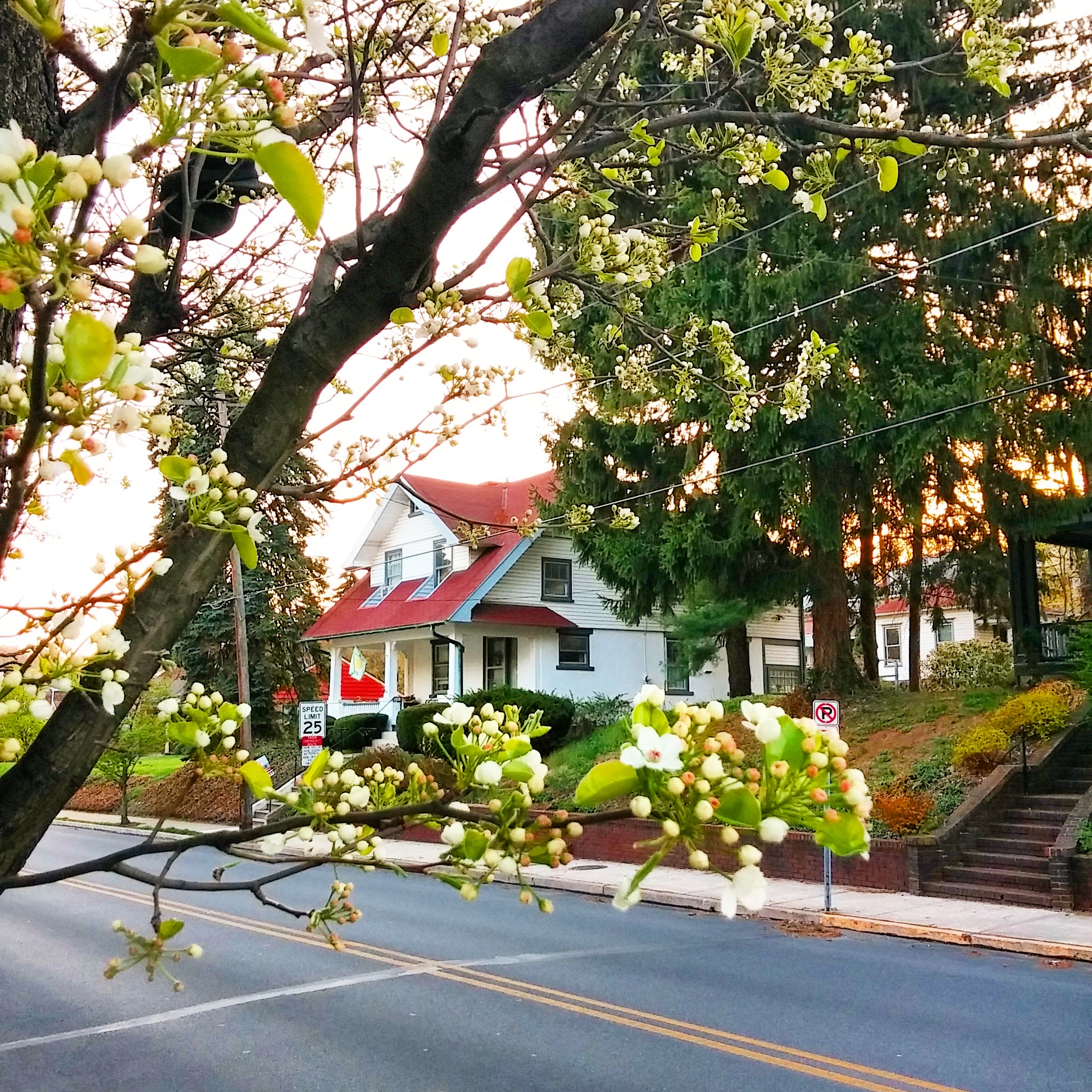 Flowering trees line much of Delaware Avenue--one of the main streets in Fountain Hill.