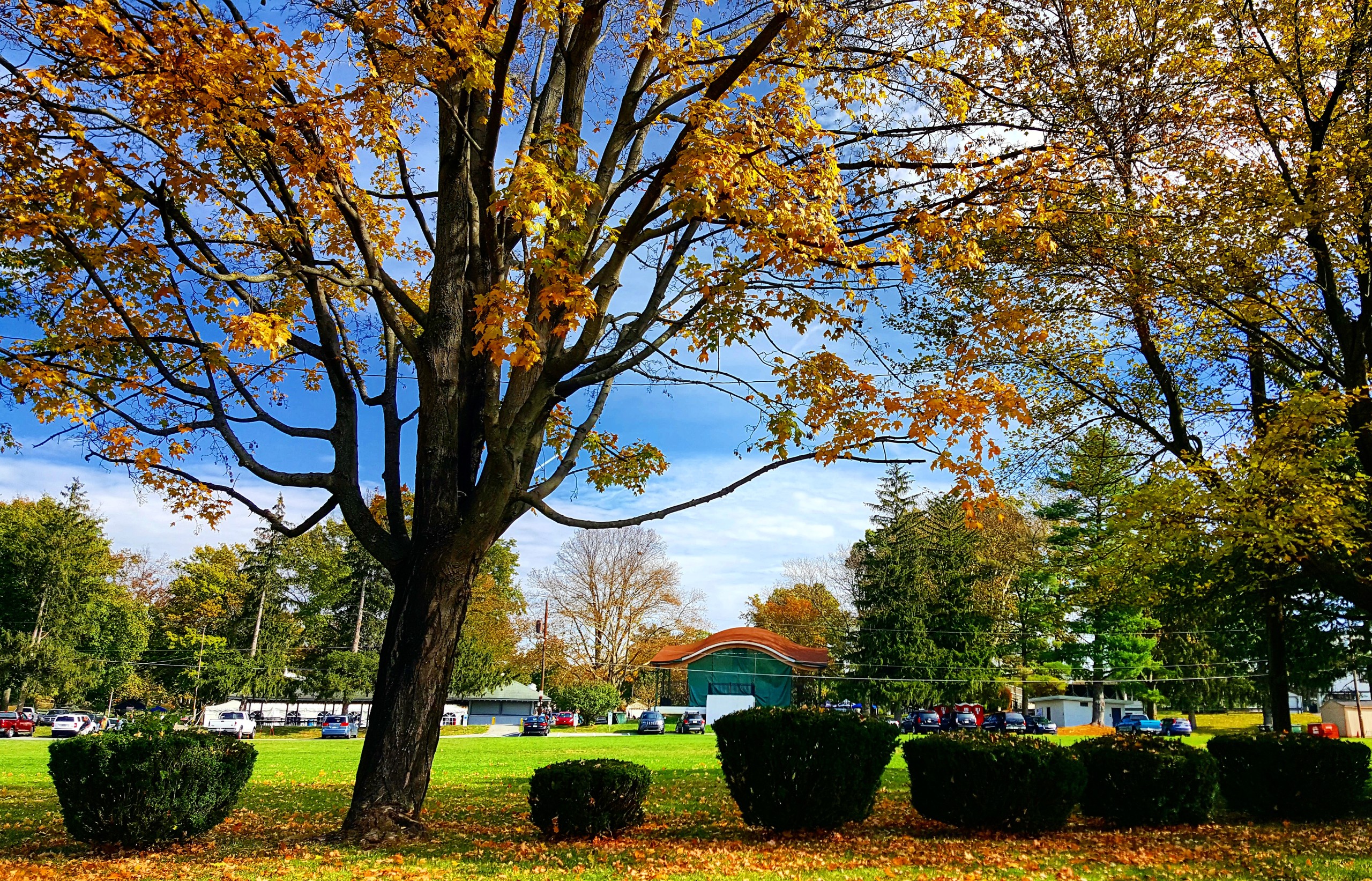 Yellow leaves in Dimmick Park, Hellertown