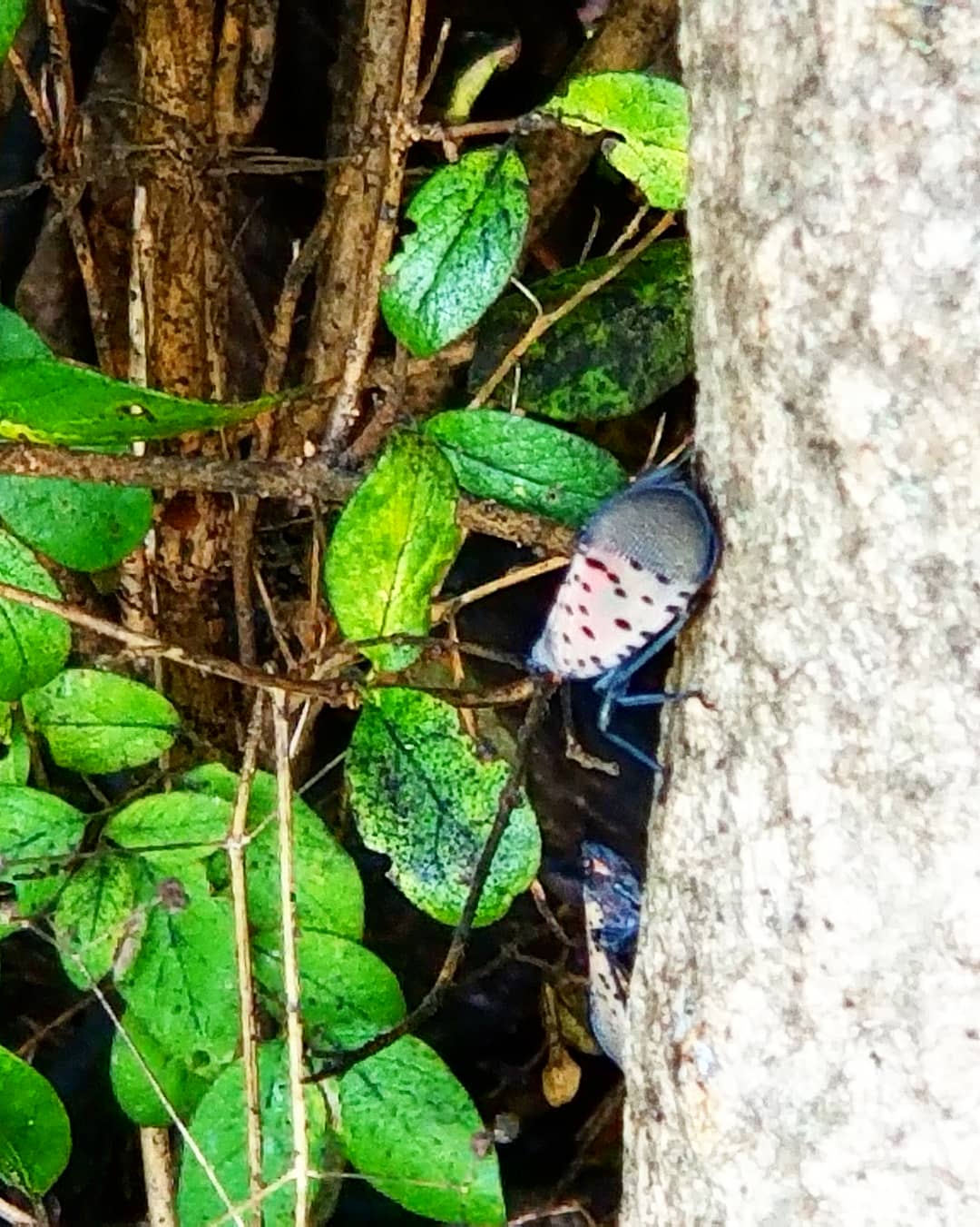 Lanternflies