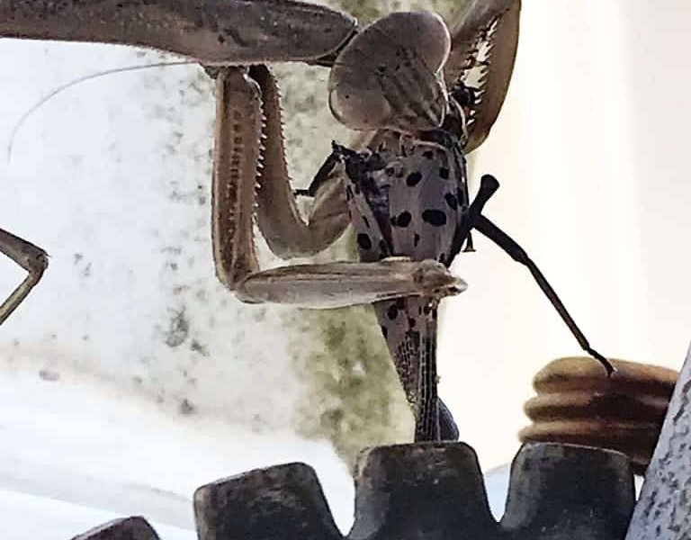 Praying Mantis Lanternfly