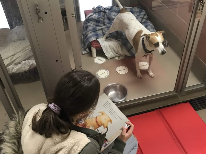 Reading Program Animal