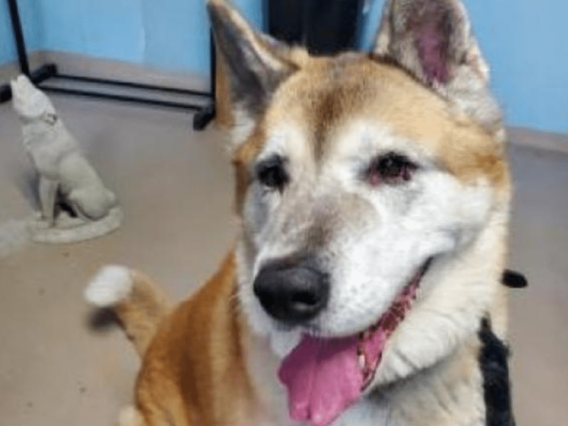 Kuma