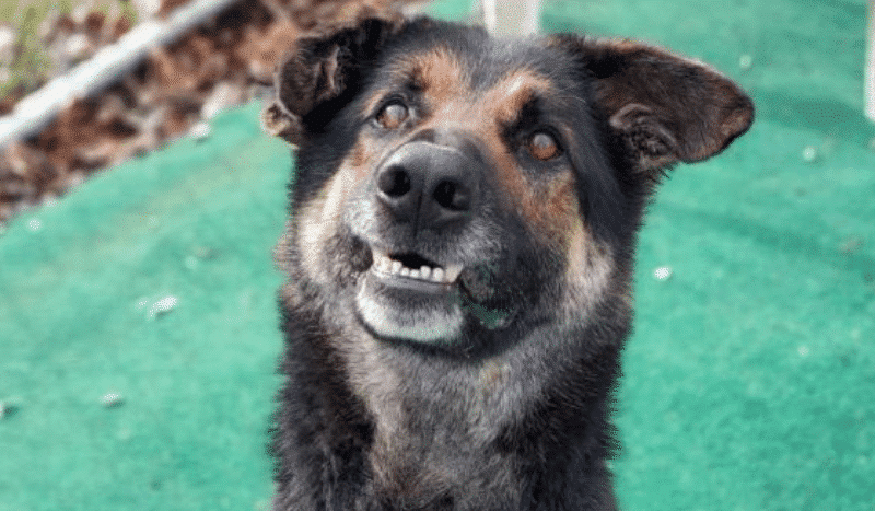 Ollie Shelter Rescue Dog