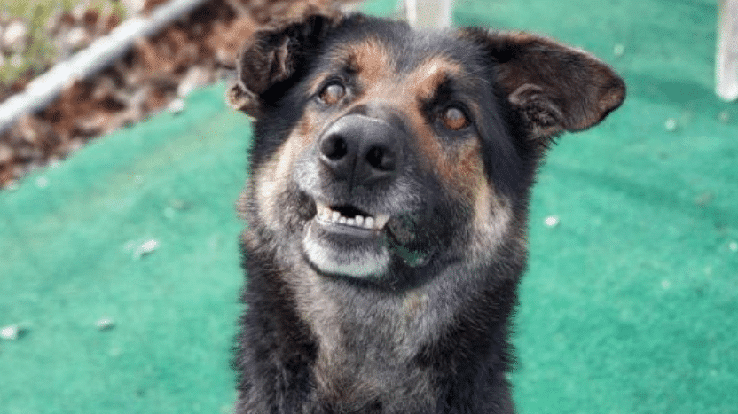 Ollie Shelter Rescue Dog