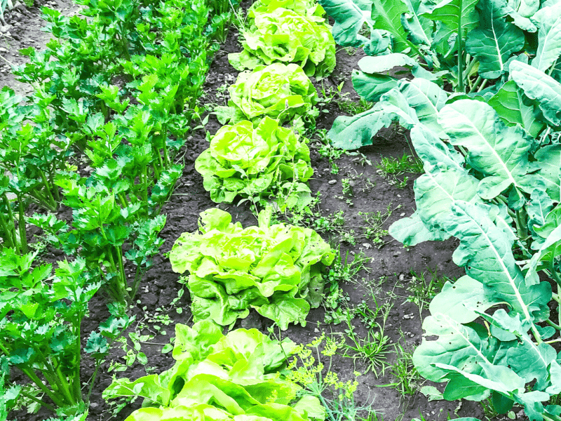 Plant a Row Lehigh Valley