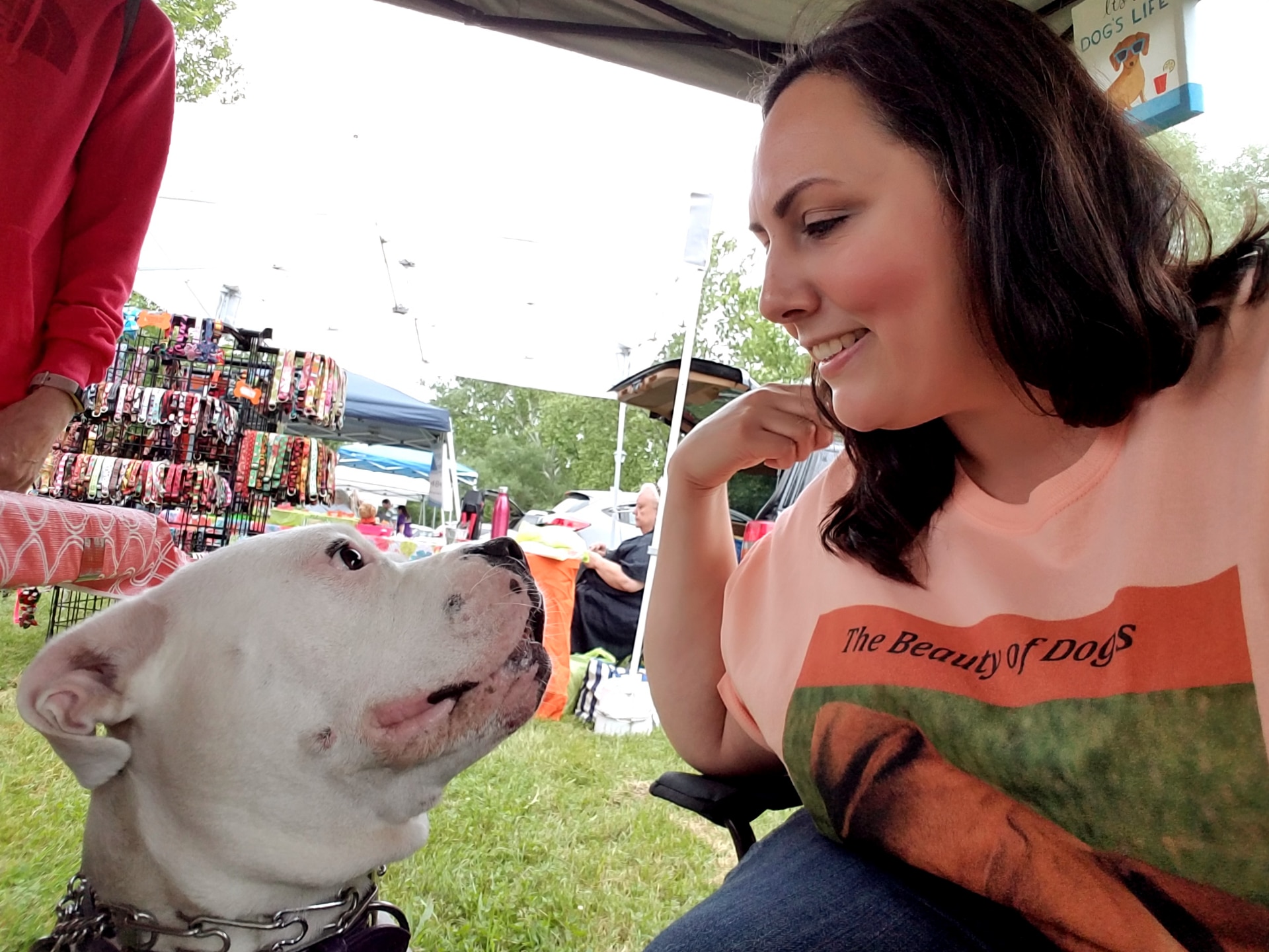 The Beauty of Dogs Training