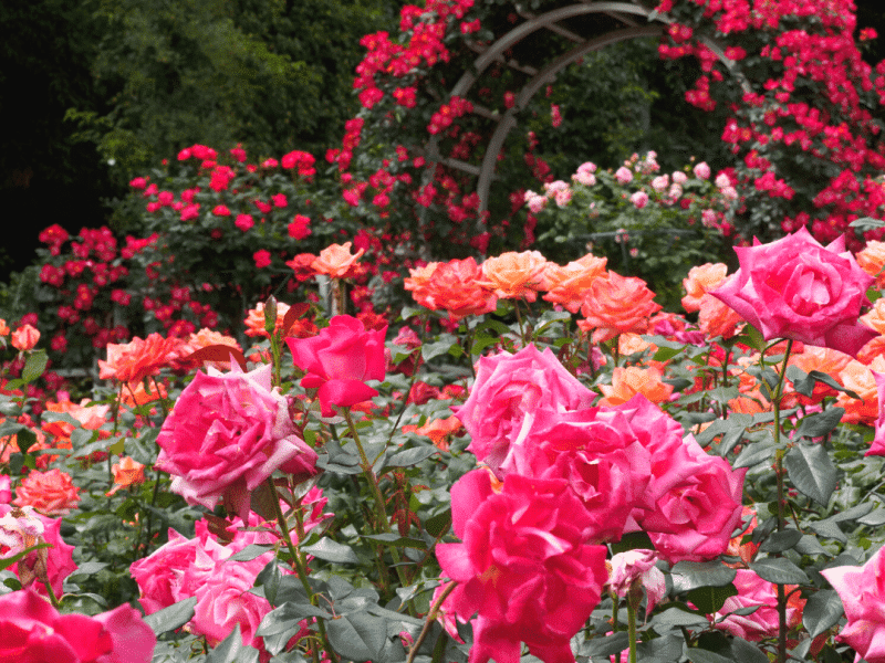 Rose Garden