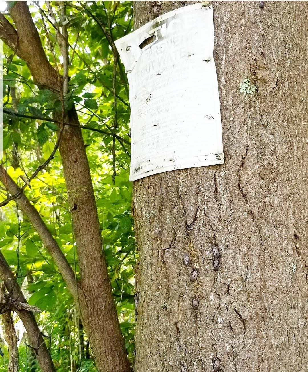 Lanternflies