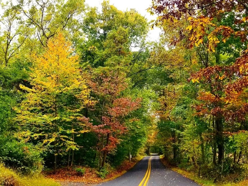 Fall Foliage