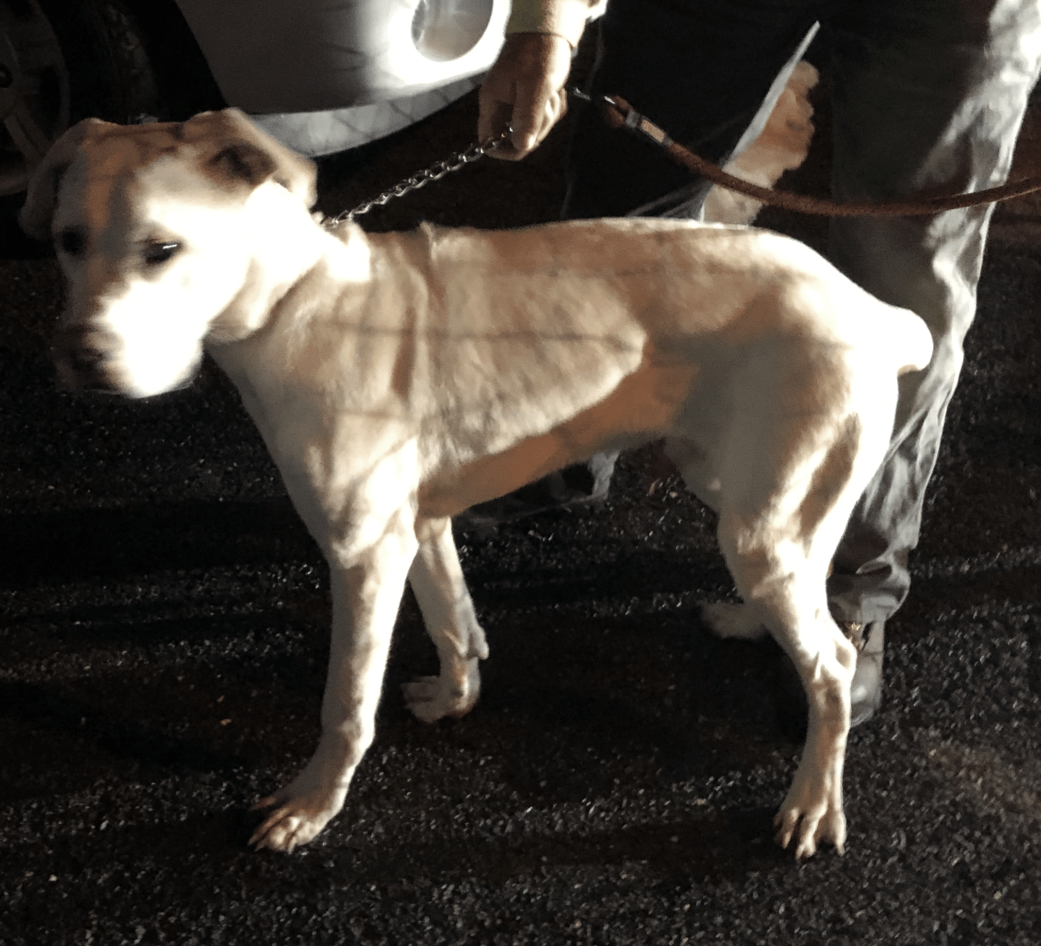 Tan Dog